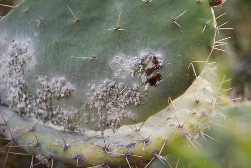 Ces insectes (autrefois nommés poux des plantes) sont ceuillis pour produire le carmin