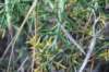 Il se confond avec les branches de l'arbuste environant
