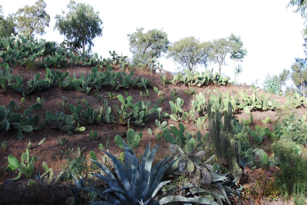plantationdecactus.jpg