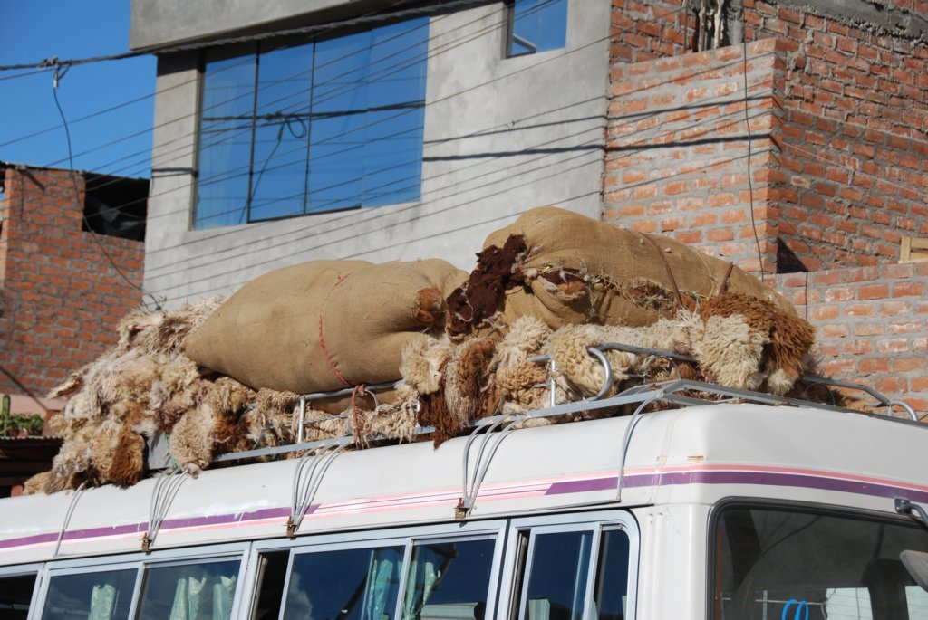 Transport de peaux d'alpaga sur l'autobus