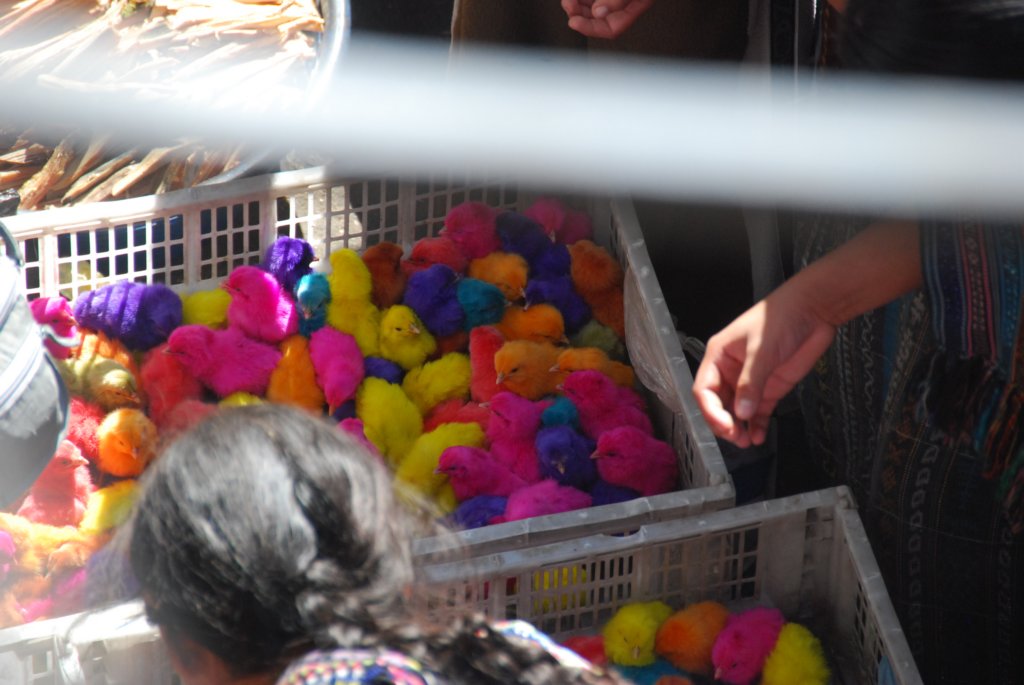 Serait-ce des poussins, teints?