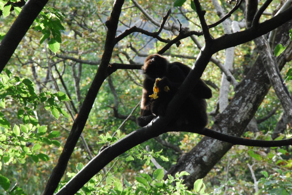 Singe au jardin à Panachel