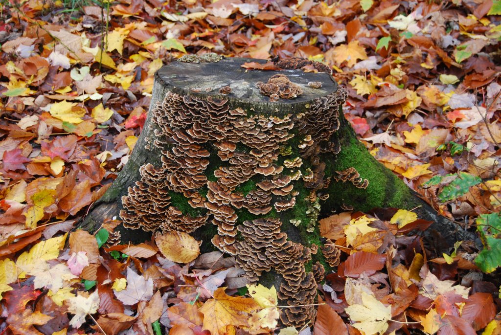 Une photo de l'album « Couleurs d'automne » sur le site web de la famille Ratté.