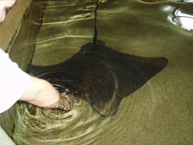 Une photo de l'album « Californie Mai 2004 » sur le site web de la famille Ratté.