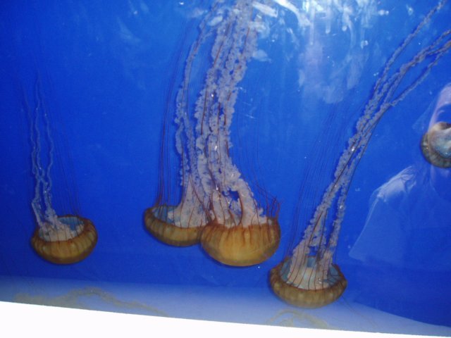 Une photo de l'album « Californie Mai 2004 » sur le site web de la famille Ratté.