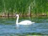 Cygne sur le lac.