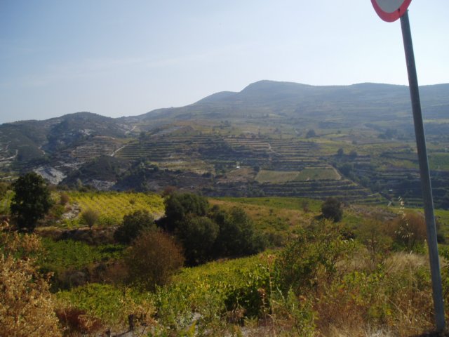 Vignes à Chypre