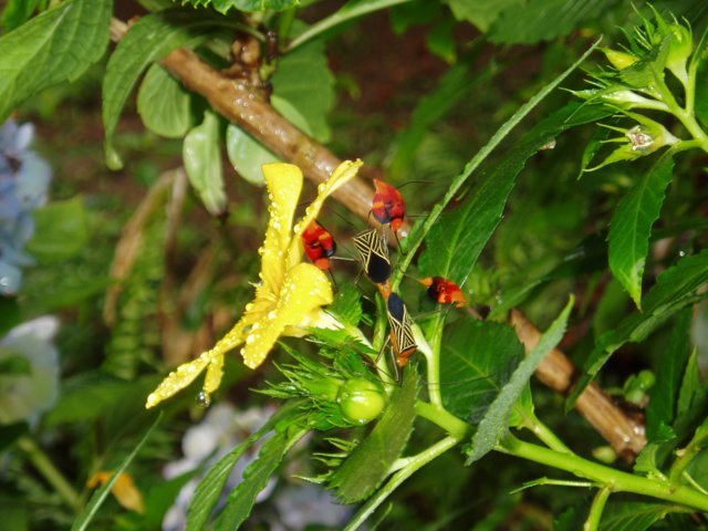 Une photo de l'album « Costa Rica 2004 » sur le site web de la famille Ratté.
