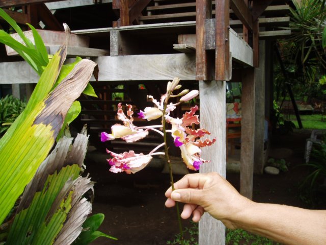 Une photo de l'album « Costa Rica 2004 » sur le site web de la famille Ratté.