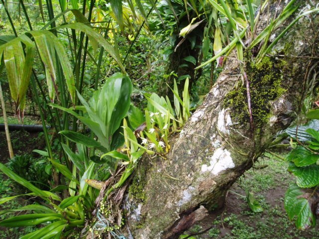 Une photo de l'album « Costa Rica 2004 » sur le site web de la famille Ratté.
