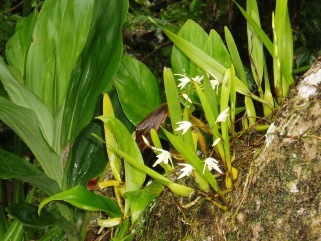 Une photo de l'album « Costa Rica 2004 » sur le site web de la famille Ratté.