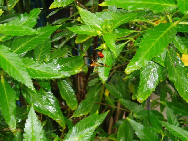 Une photo de l'album « Costa Rica 2004 » sur le site web de la famille Ratté.
