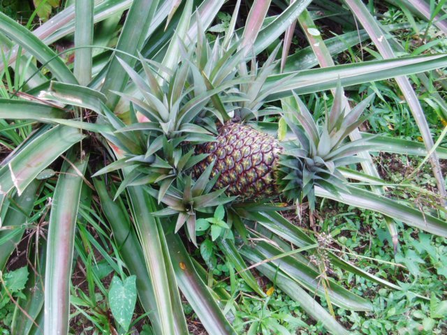 Une photo de l'album « Costa Rica 2004 » sur le site web de la famille Ratté.