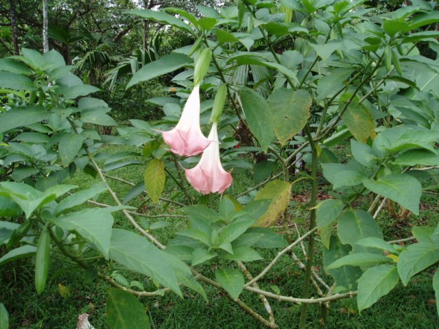 Une photo de l'album « Costa Rica 2004 » sur le site web de la famille Ratté.