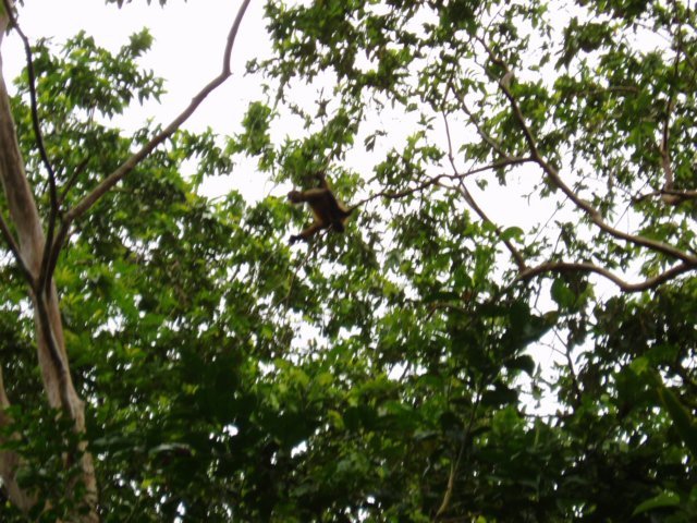 Une photo de l'album « Costa Rica 2004 » sur le site web de la famille Ratté.