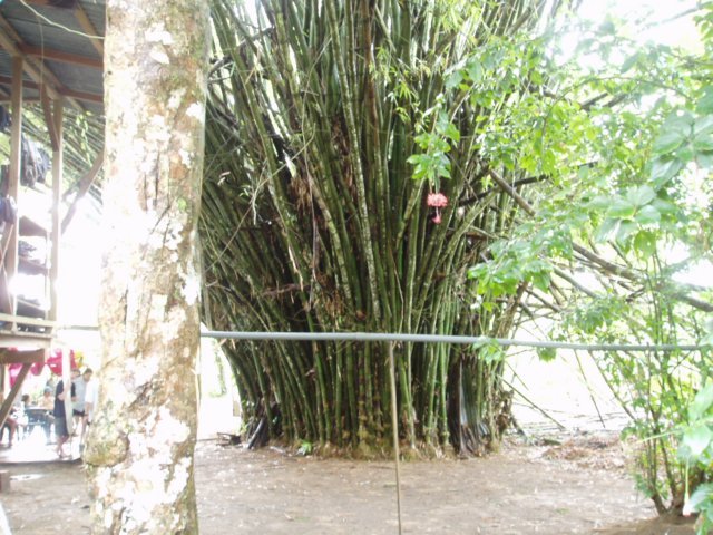 Une photo de l'album « Costa Rica 2004 » sur le site web de la famille Ratté.