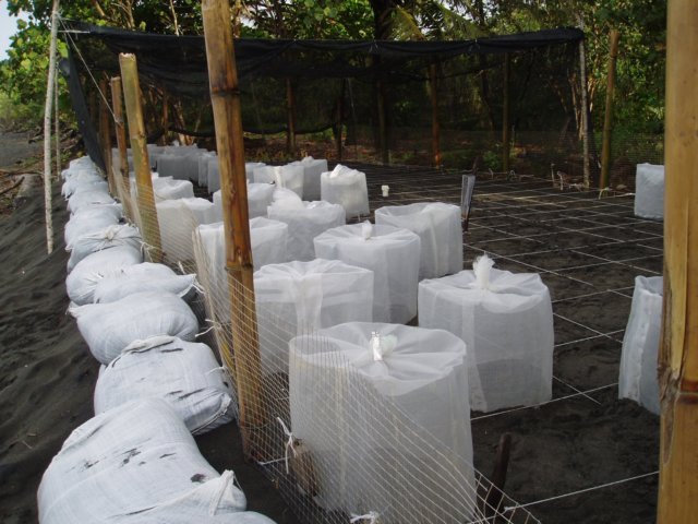 Une photo de l'album « Costa Rica 2004 » sur le site web de la famille Ratté.