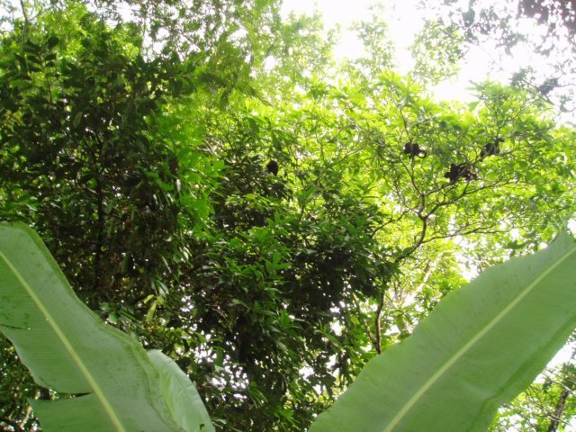 Une photo de l'album « Costa Rica 2004 » sur le site web de la famille Ratté.
