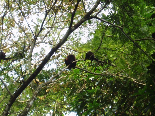 Une photo de l'album « Costa Rica 2004 » sur le site web de la famille Ratté.
