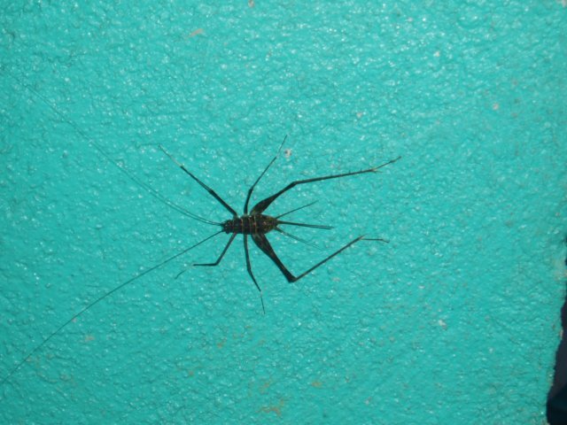 Une photo de l'album « Costa Rica 2004 » sur le site web de la famille Ratté.
