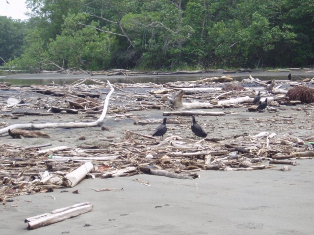 Une photo de l'album « Costa Rica 2004 » sur le site web de la famille Ratté.