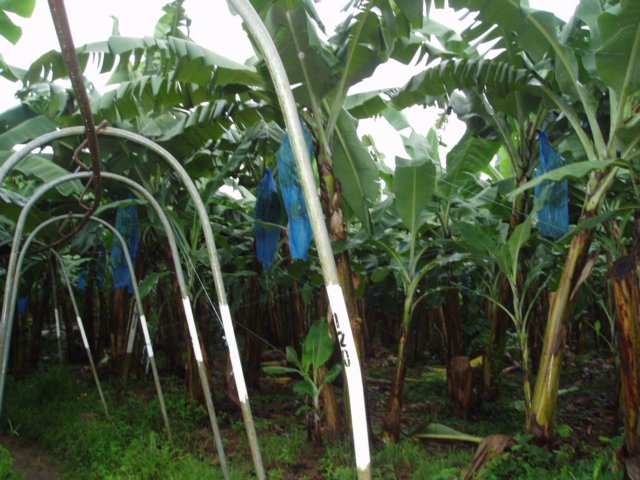 Une photo de l'album « Costa Rica 2004 » sur le site web de la famille Ratté.