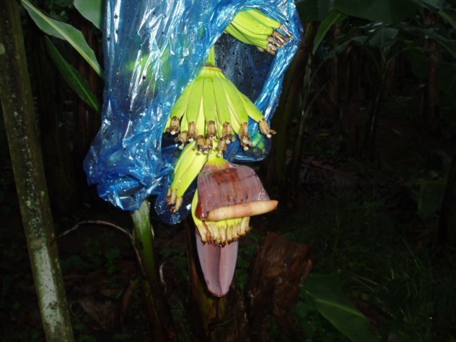 Une photo de l'album « Costa Rica 2004 » sur le site web de la famille Ratté.