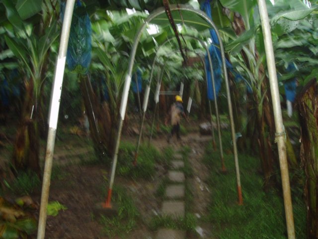 Une photo de l'album « Costa Rica 2004 » sur le site web de la famille Ratté.