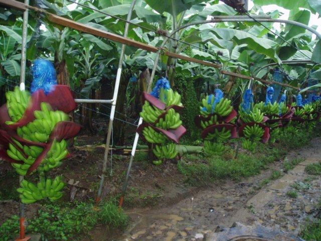 Une photo de l'album « Costa Rica 2004 » sur le site web de la famille Ratté.