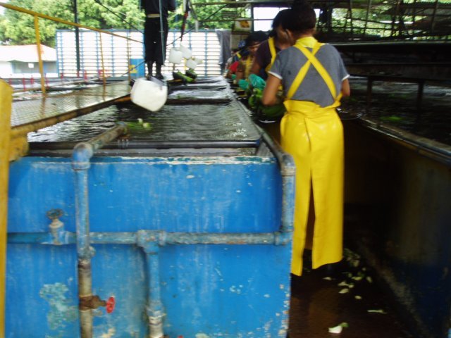 Une photo de l'album « Costa Rica 2004 » sur le site web de la famille Ratté.
