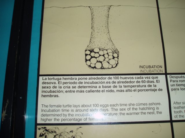 Une photo de l'album « Costa Rica 2004 » sur le site web de la famille Ratté.