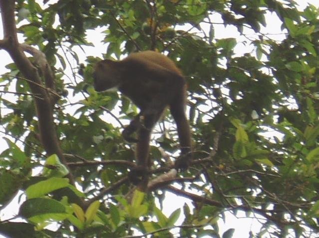 Une photo de l'album « Costa Rica 2004 » sur le site web de la famille Ratté.