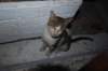 visitedunchatqumandeurauplusgrandbonheurdannesophie_small.jpg