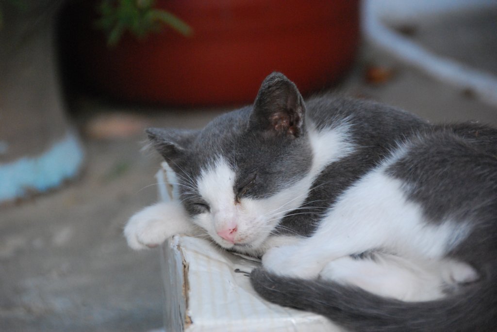 Chat