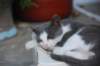 Chat