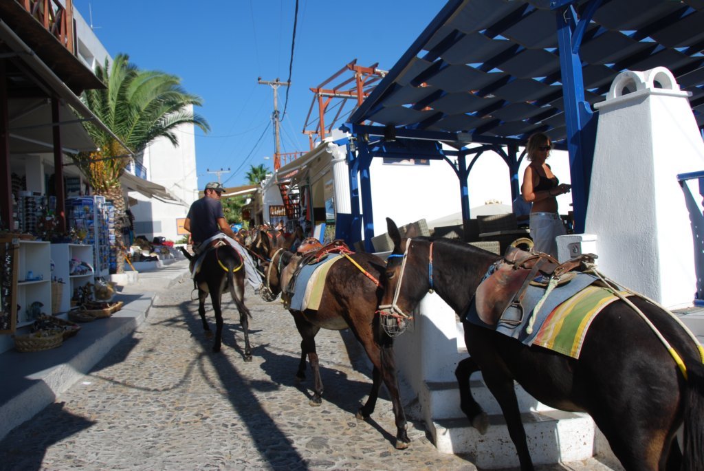 Arrivée des ânes au village
