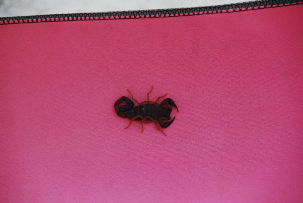 paraprsonvapasser5joursmonterricosurleborddelamerpremirejournpremieredcouverteunscorpiondansuntapisdeplage.jpg