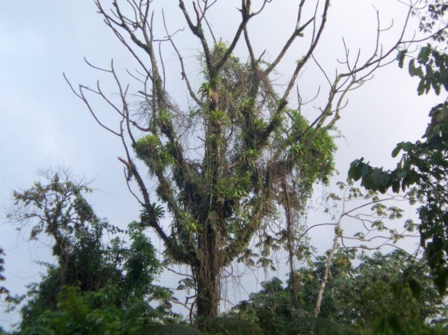 Une photo de l'album « Costa Rica 2004 » sur le site web de la famille Ratté.