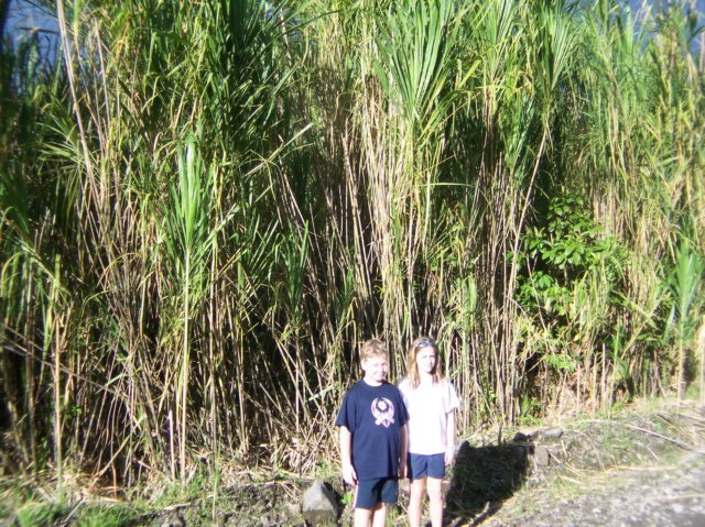 Une photo de l'album « Costa Rica 2004 » sur le site web de la famille Ratté.
