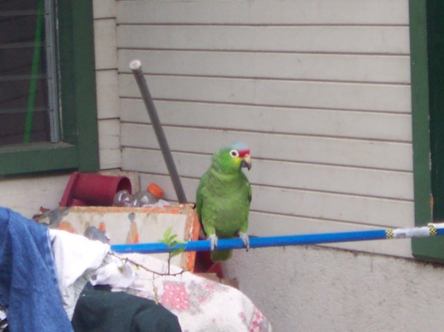 Une photo de l'album « Costa Rica 2004 » sur le site web de la famille Ratté.