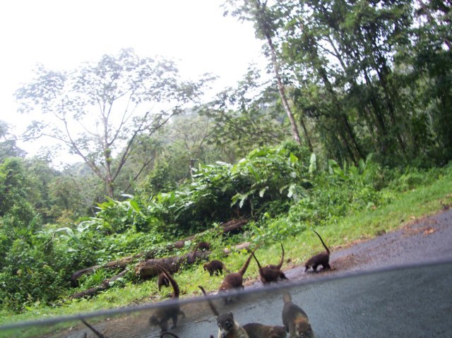 Une photo de l'album « Costa Rica 2004 » sur le site web de la famille Ratté.