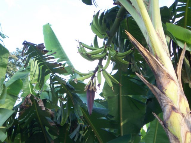 Photograph