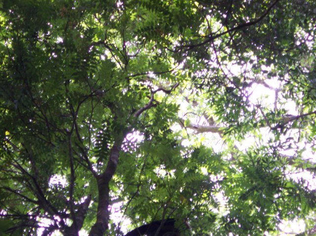 Une photo de l'album « Costa Rica 2004 » sur le site web de la famille Ratté.