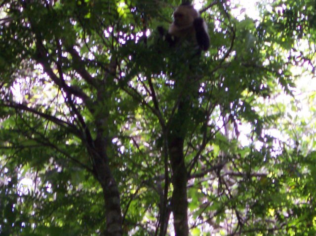 Une photo de l'album « Costa Rica 2004 » sur le site web de la famille Ratté.