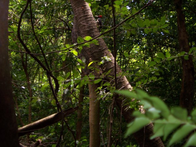 Une photo de l'album « Costa Rica 2004 » sur le site web de la famille Ratté.