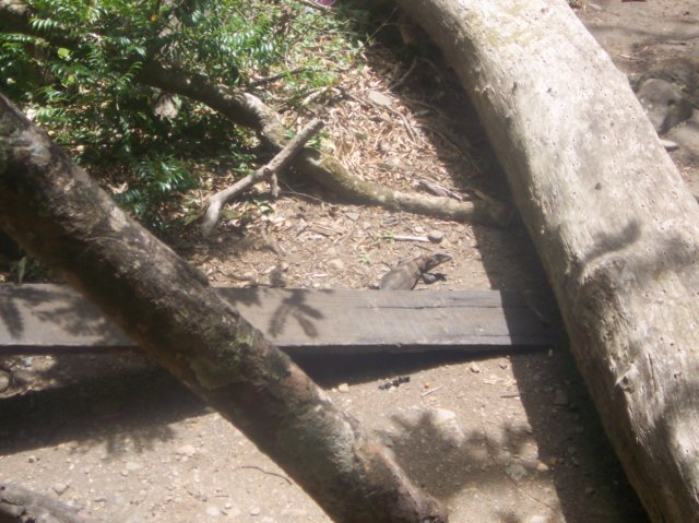 Une photo de l'album « Costa Rica 2004 » sur le site web de la famille Ratté.