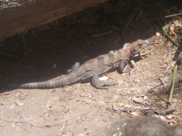 Une photo de l'album « Costa Rica 2004 » sur le site web de la famille Ratté.