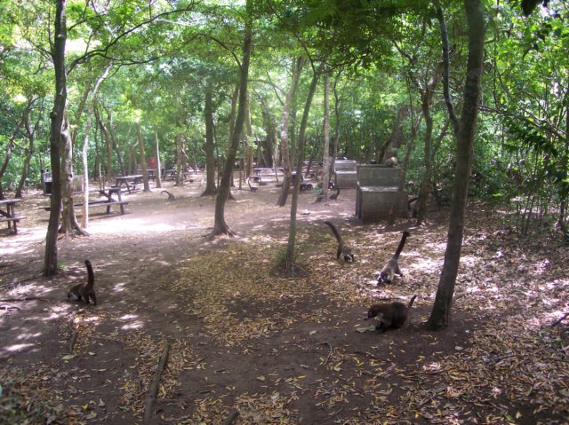 Une photo de l'album « Costa Rica 2004 » sur le site web de la famille Ratté.