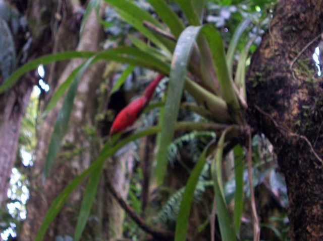 Une photo de l'album « Costa Rica 2004 » sur le site web de la famille Ratté.