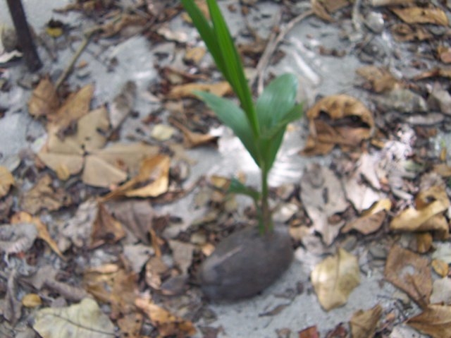 Une photo de l'album « Costa Rica 2004 » sur le site web de la famille Ratté.